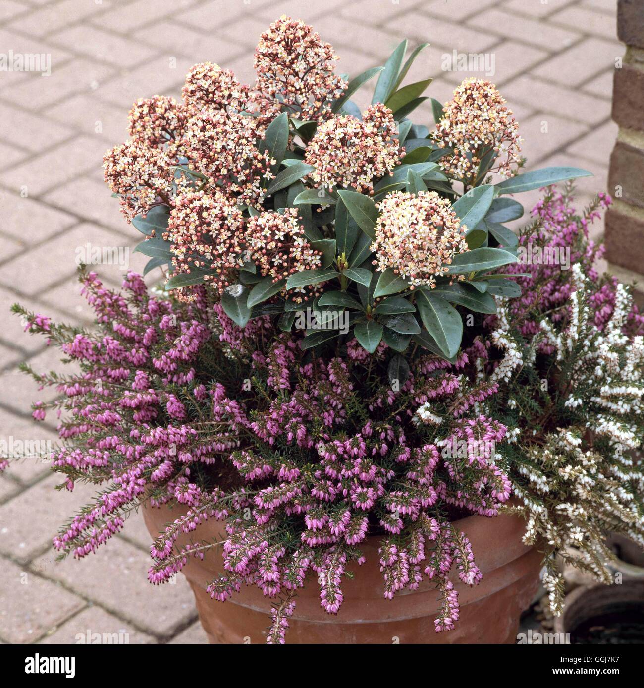 Container - Shrubs - planted with Skimmia japonica `Rubella' AGM and Erica carnea cv's.   CTR038669  Compulsory Credit Stock Photo